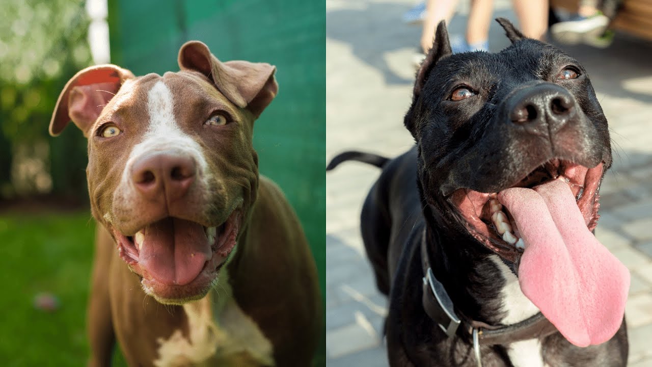 Pitbulls Being Wholesome EP.42 | Funny and Cute Pitbull Compilation