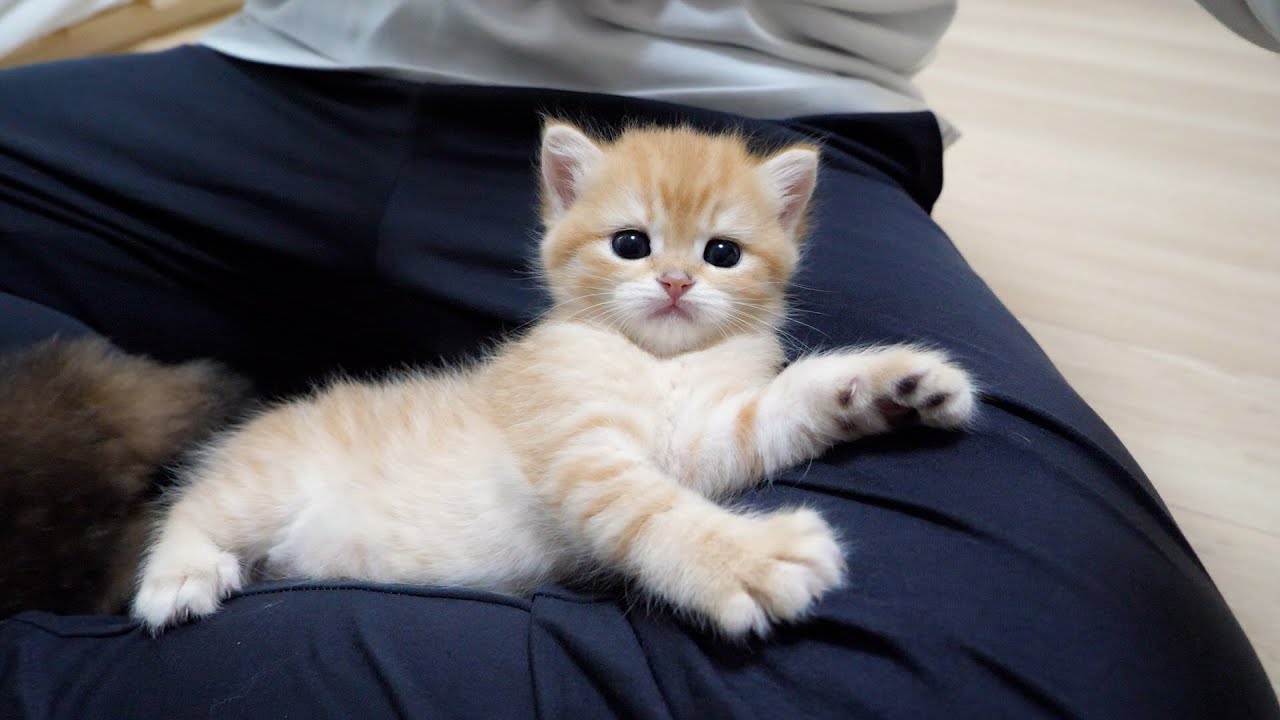 Cute kitten relaxing on its owner's lap, thinking it's its own bed...