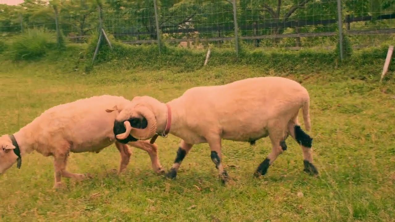 Shaun the Sheep Farm Garden【4K】