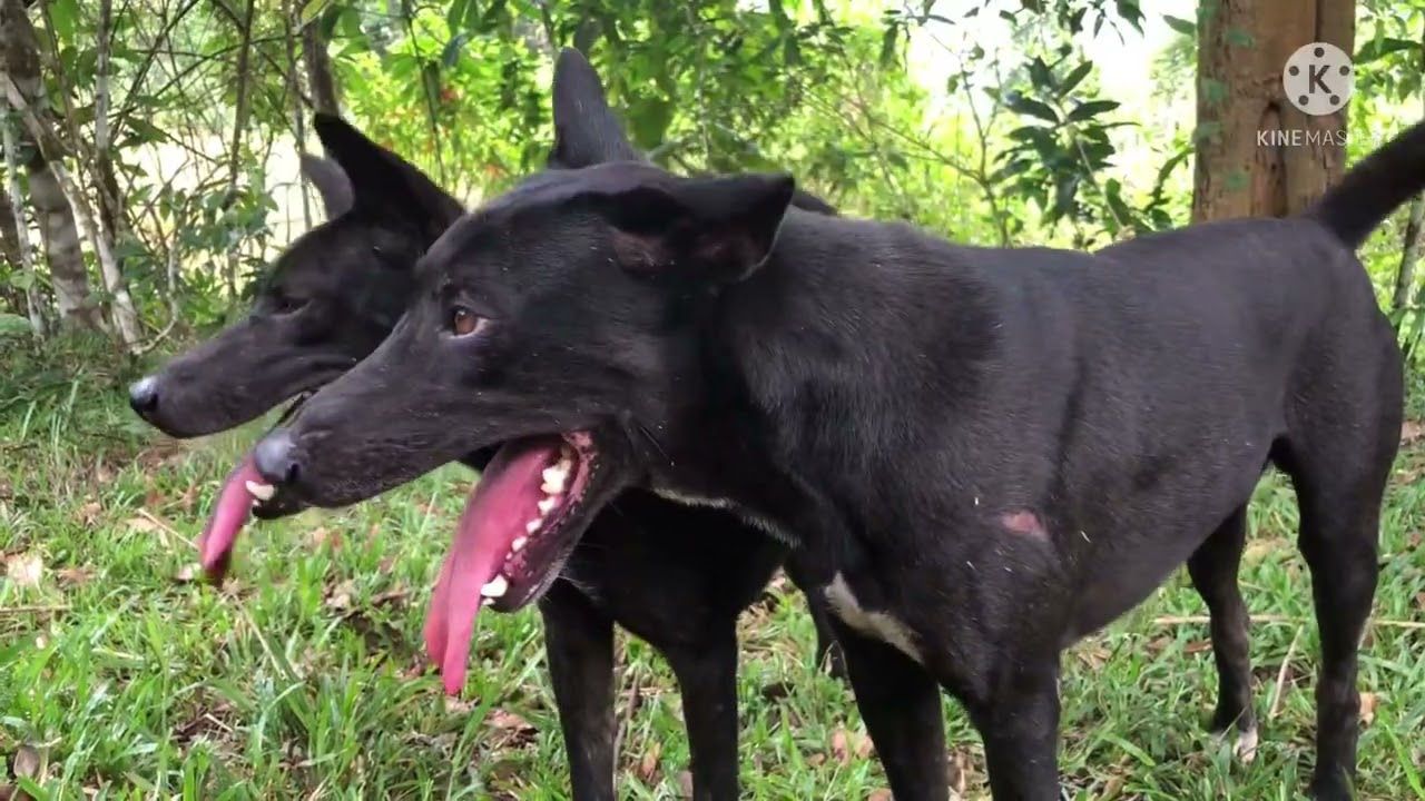 Hunting yos hav zoov caum npua teb thiab caum kauv khuv xim kawg