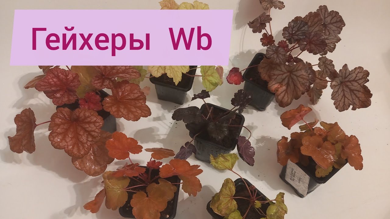 Гейхера с Wb.Новые саженцы для сада.Обзор.