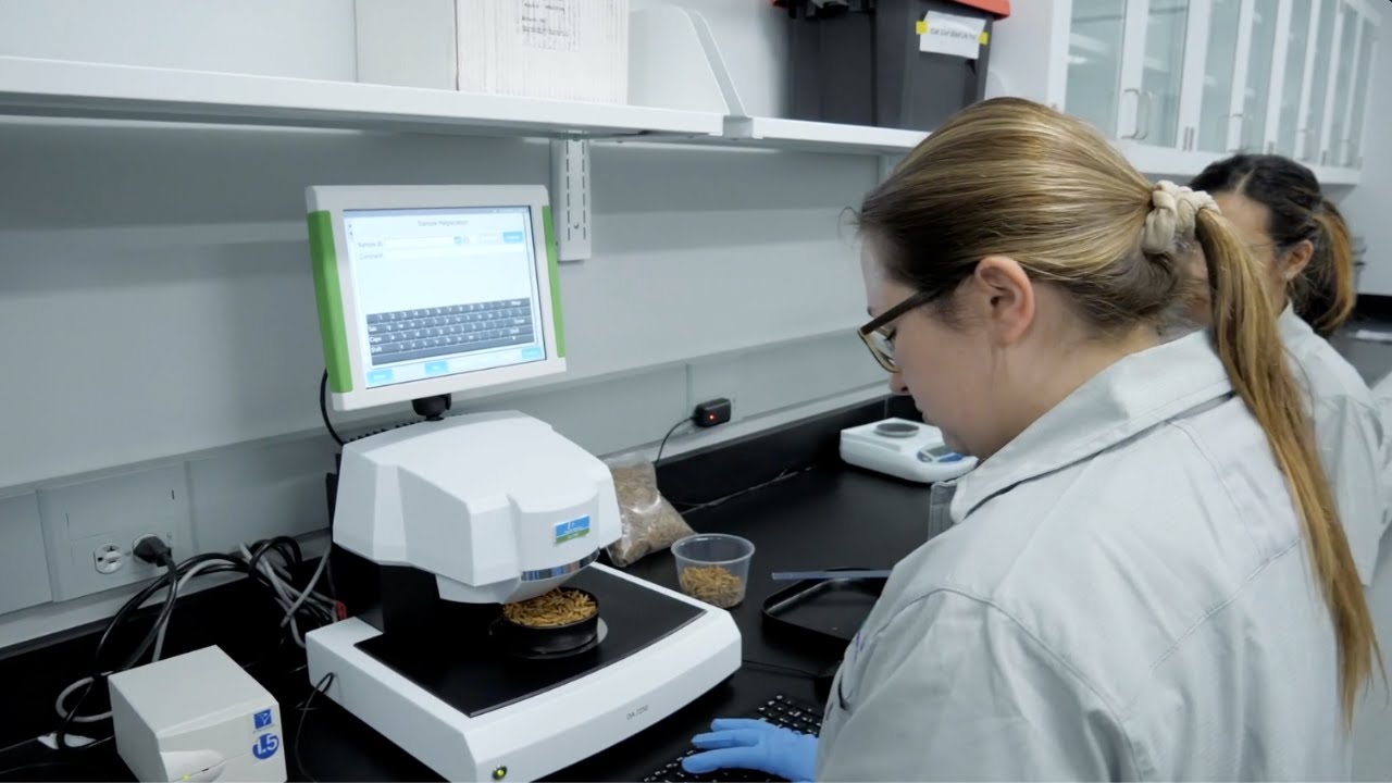 How Do We Measure the Nutrient Content of Black Soldier Fly Larvae (BSFL)?