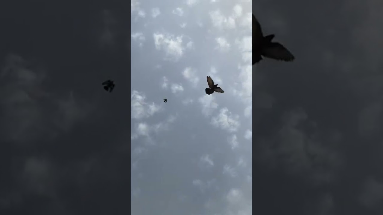 شوفو السود ام اللم المعجل مشترا الحلوين والهوا يوصل ٧٠