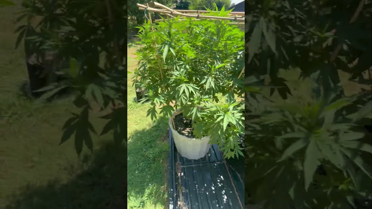 Skywalker OG and All Gas OG autoflower