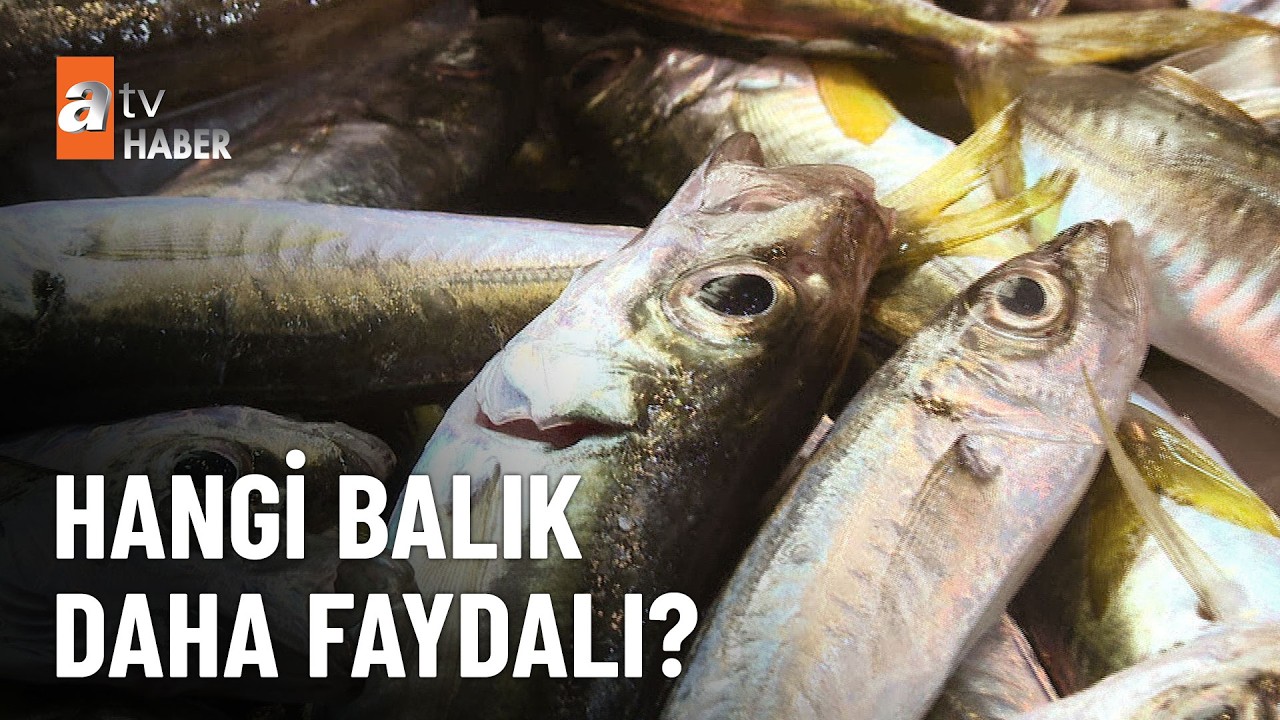 Omega-3 hangi balıkta daha fazla, hangi balık daha faydalı? - atv Ana Haber 9 Şubat 2026