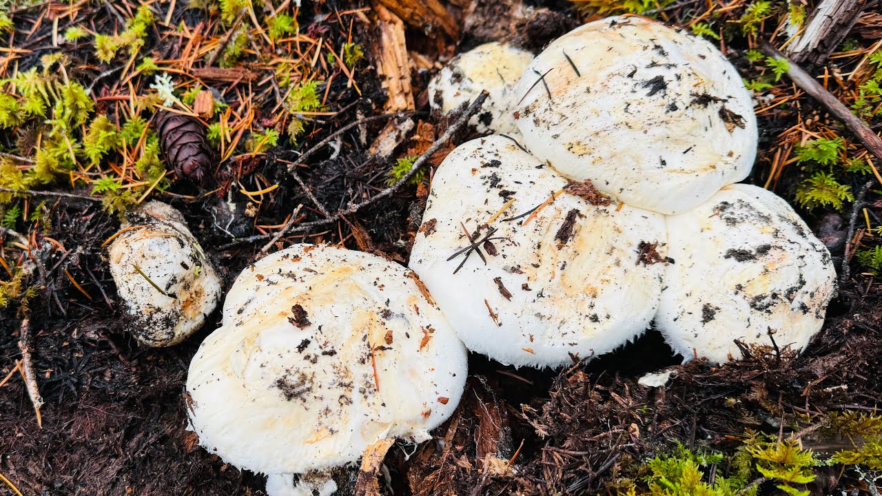Bội Thu Nấm TÙNG NHUNG Siêu Khủng Hái Mê Mệt 🇨🇦1929》Matsutake/Pine Mushrooms