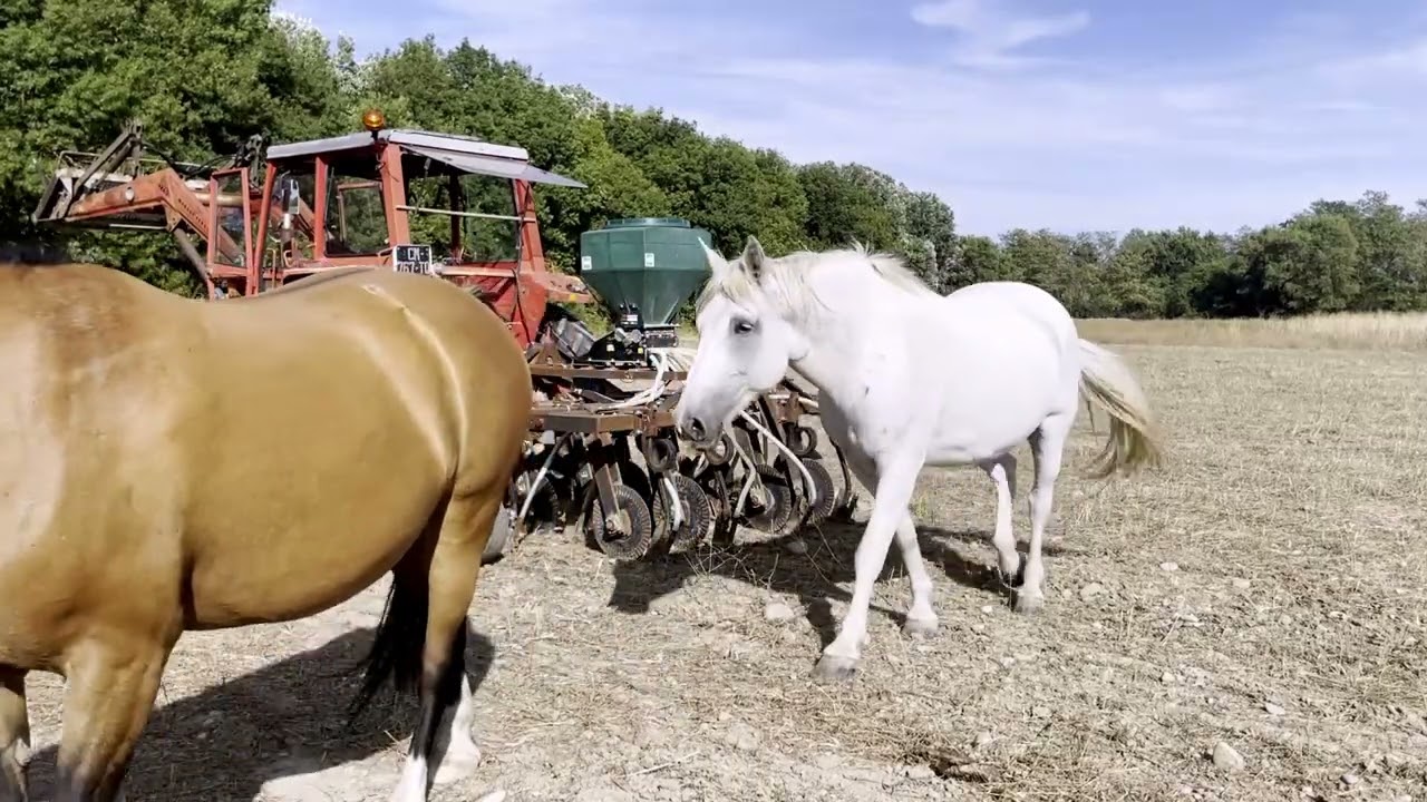 Hózhó Farming - Animal traction and grape harvest - Navajo France Production