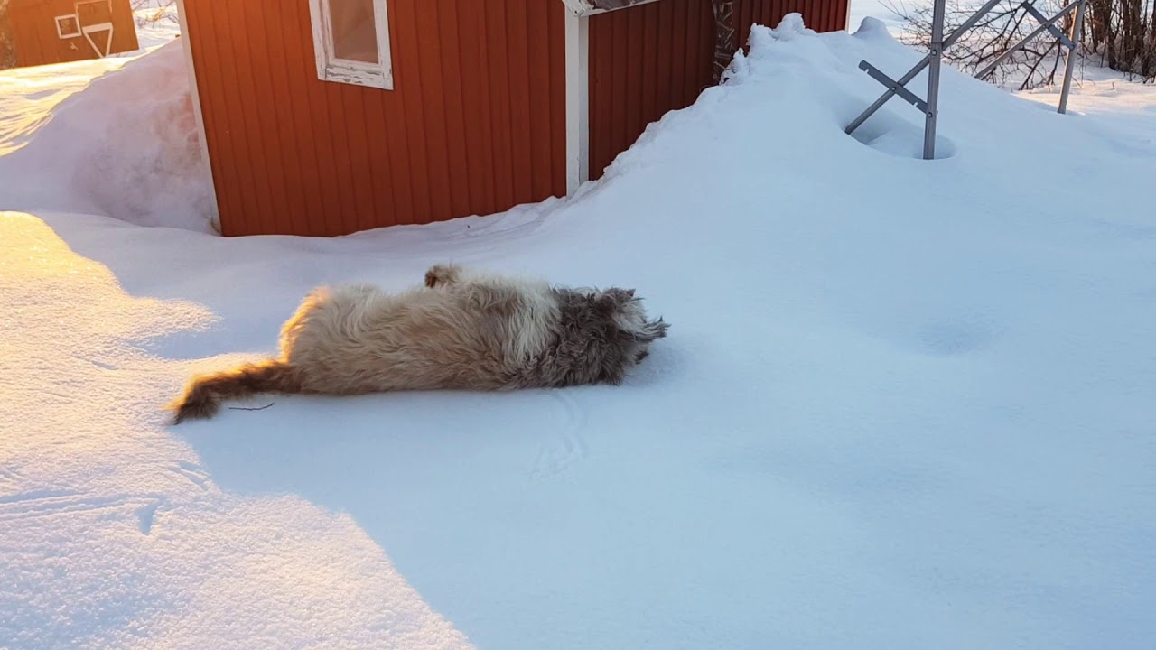 Aamulenkki hankiaisella 😎 Catalan Sheepdog