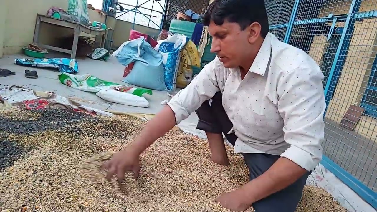 garmiyon Mein breeding wale kabutaron ke liye Dana.mr bhura sharma8178125040