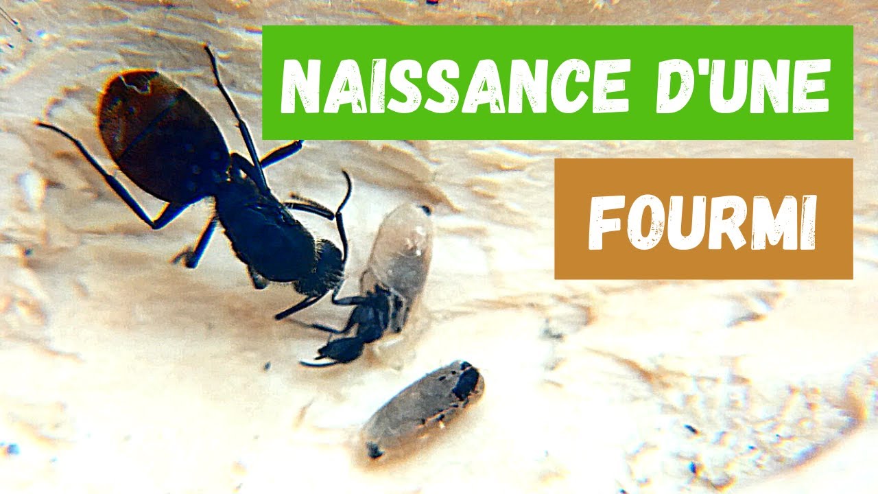 Naissance d'une fourmi + Bonus #nature #myrmecologie