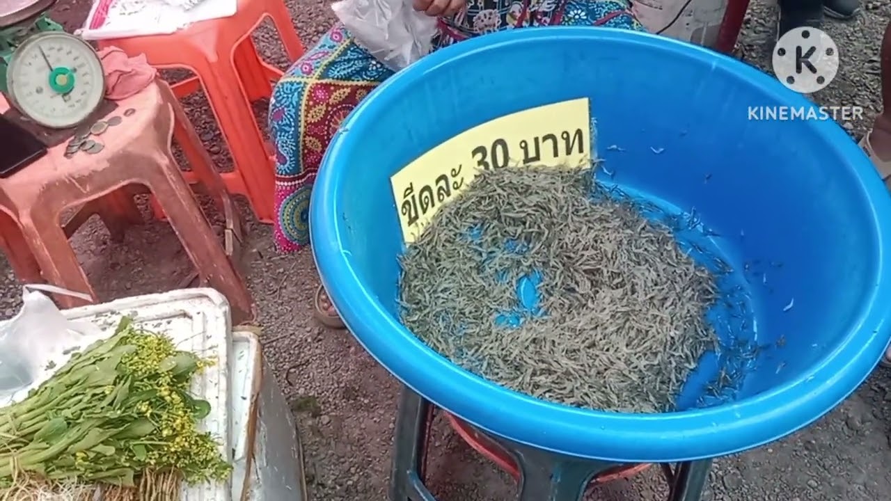 พาพี่น้องมาเลาะชมอาหารป่าที่ตลาดบางบอนไทย🇹🇭ลาว🇱🇦เหมือนเดีมทุกคน