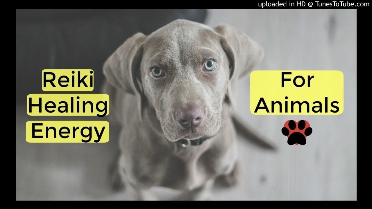 Reiki for Animals: Soothing Energy & Music for Your Pets