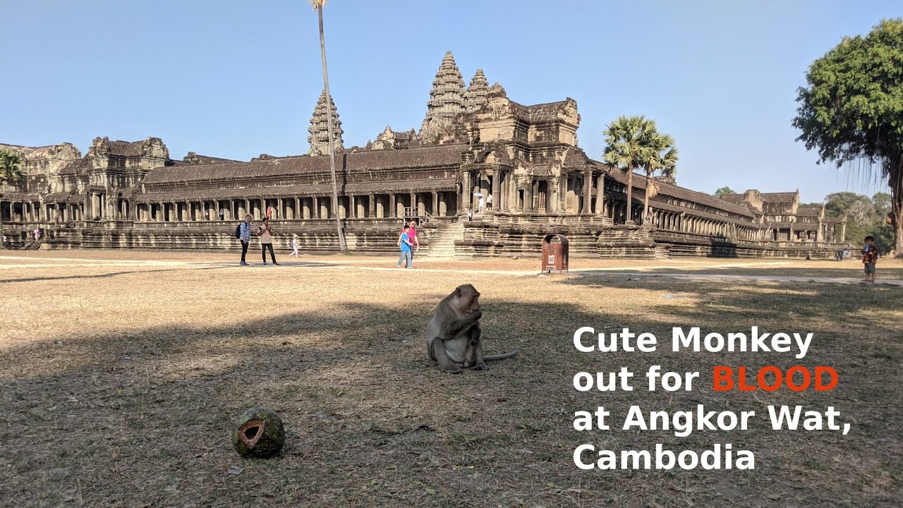 Cute monkey out for blood at Angkor Wat