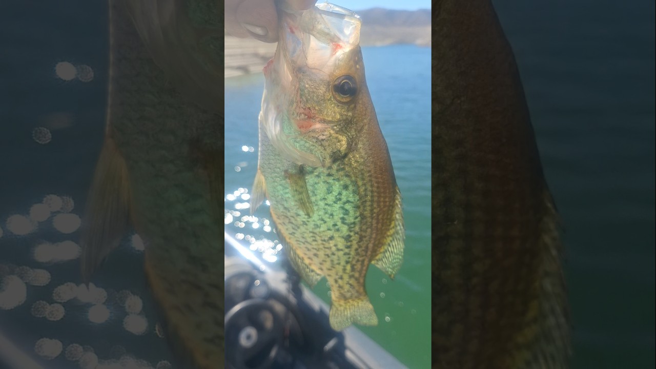 FINALLY found my Lake Mead crappie!💪#fishing