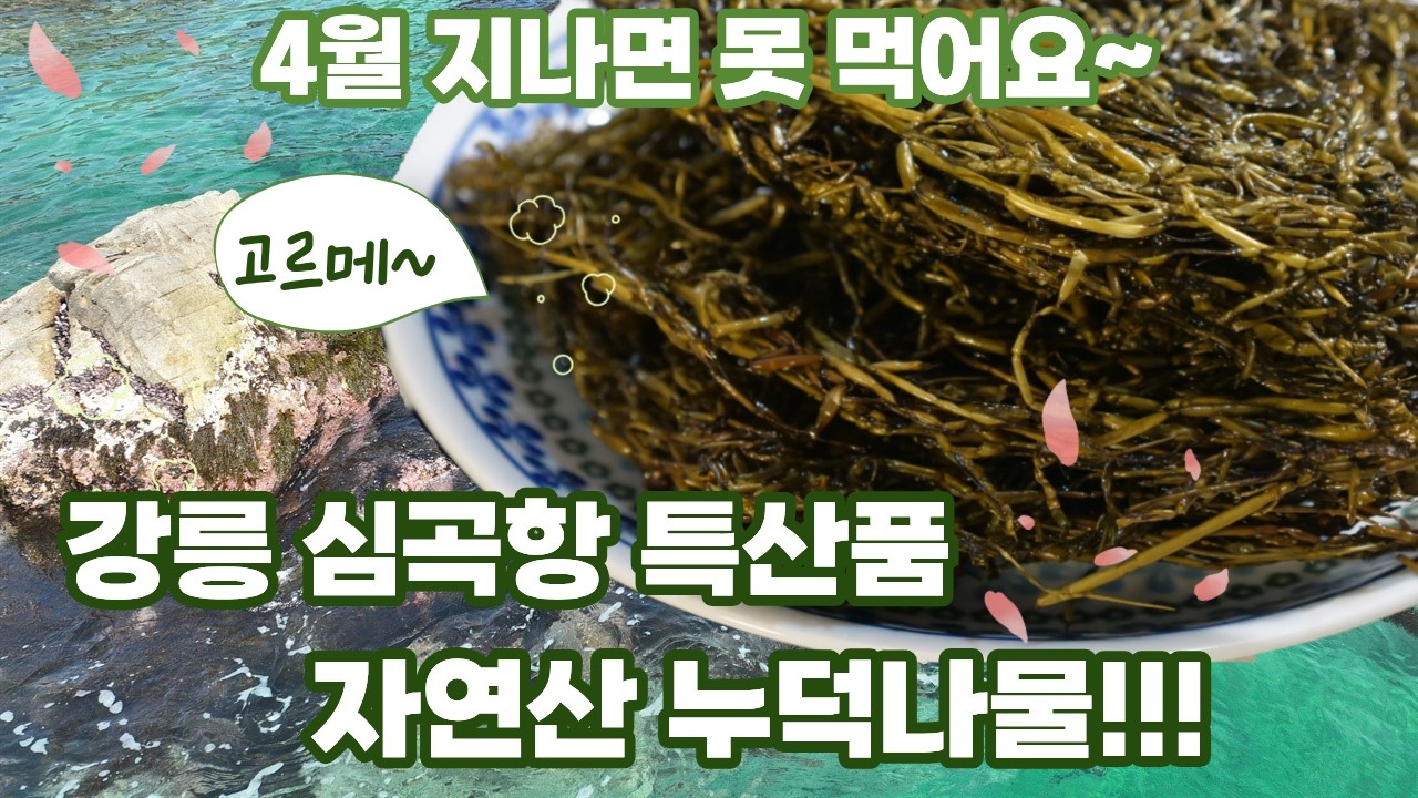 누덕나물 I 아는 사람만 먹는다는 강릉 현지인 제철나물 정말 맛있어요 5월 지나면 사고싶어도 못구해요