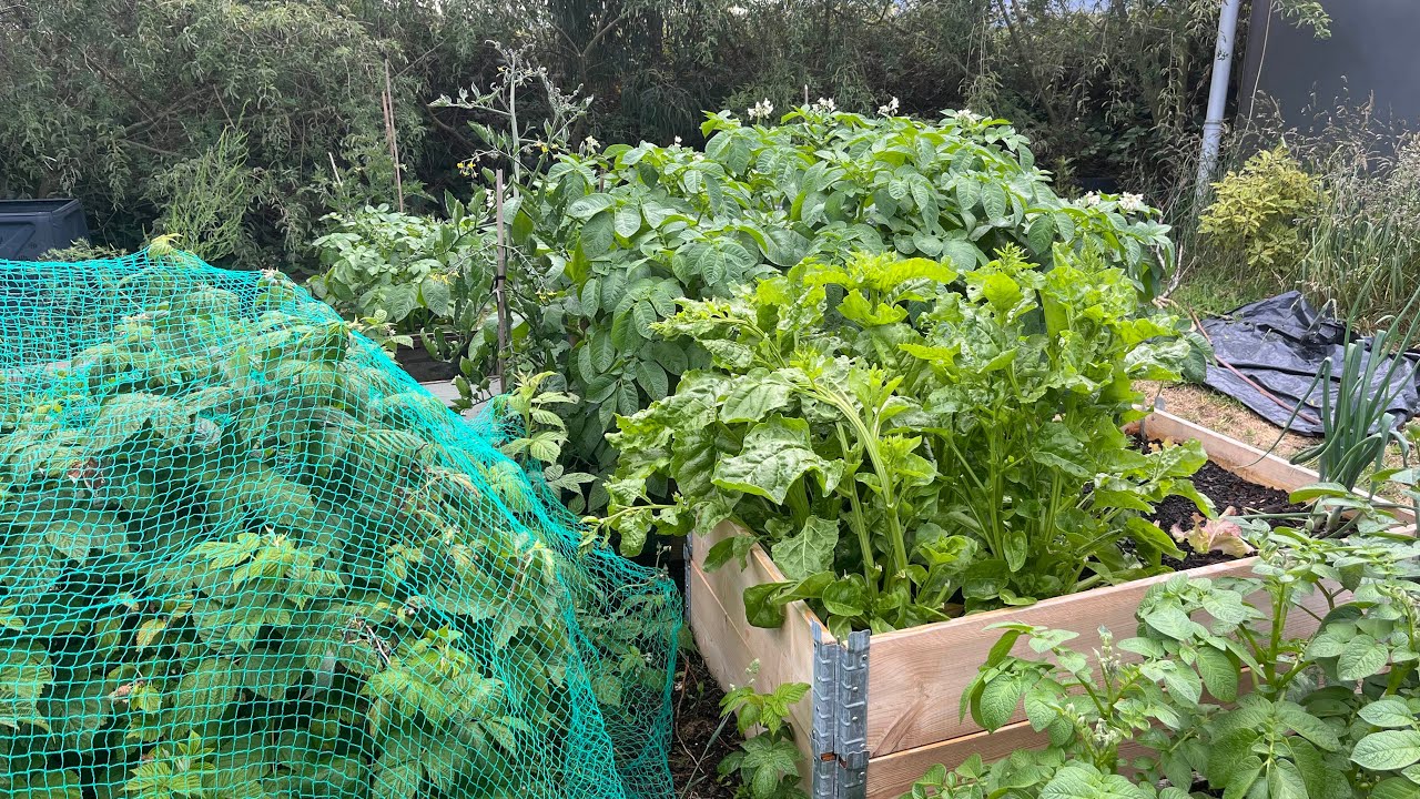 The vegetable garden has gone mad!!