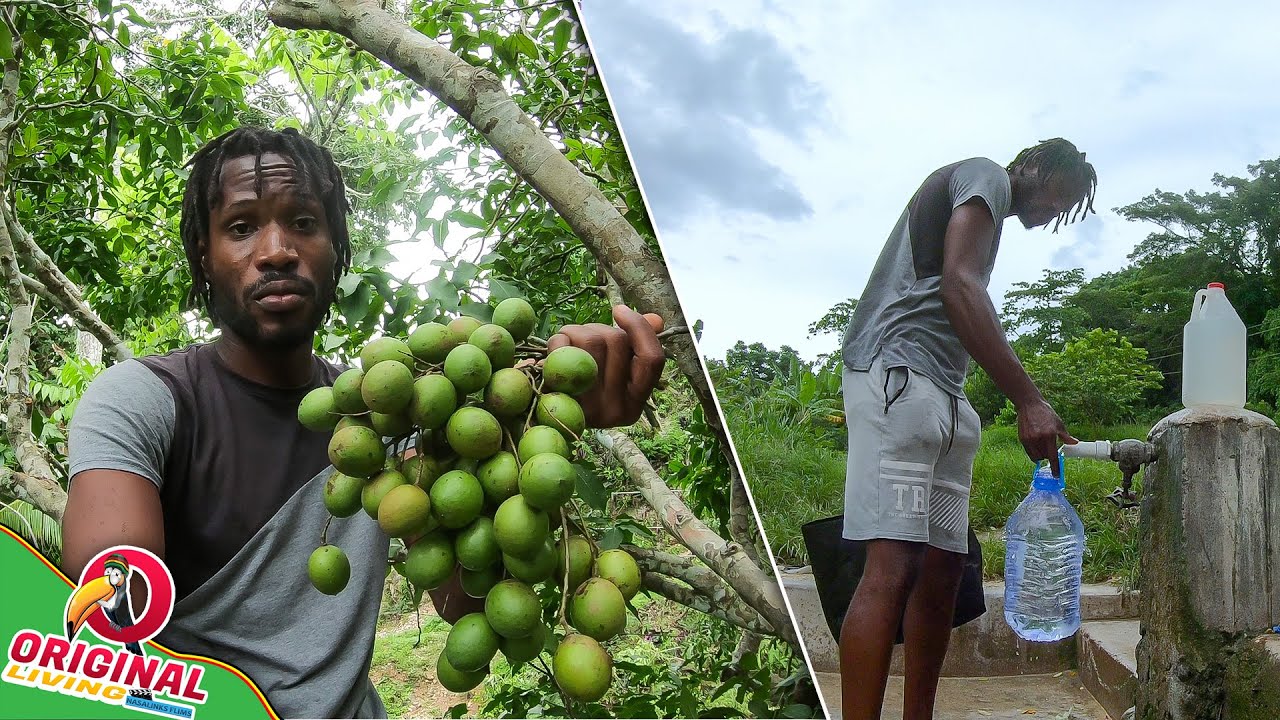Up A Countryside To Get Some Spring Water & Pick Some Guineps | Comma District  Mango Valley St.Mary
