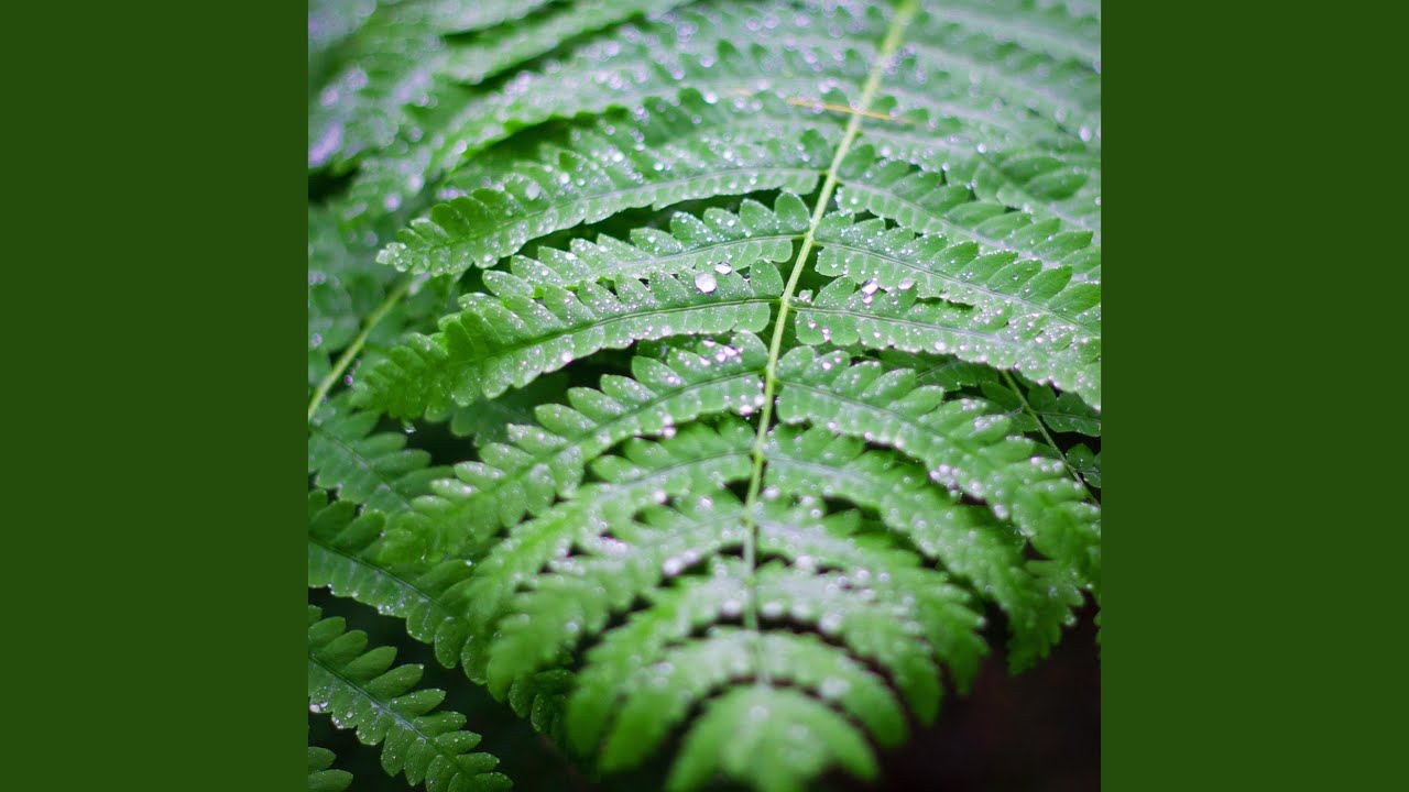 Rain Under Tree