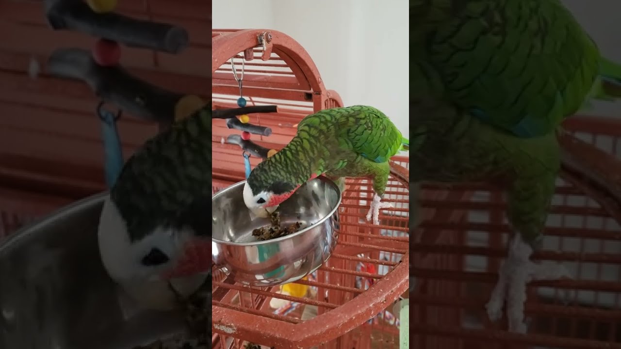 Messy eater