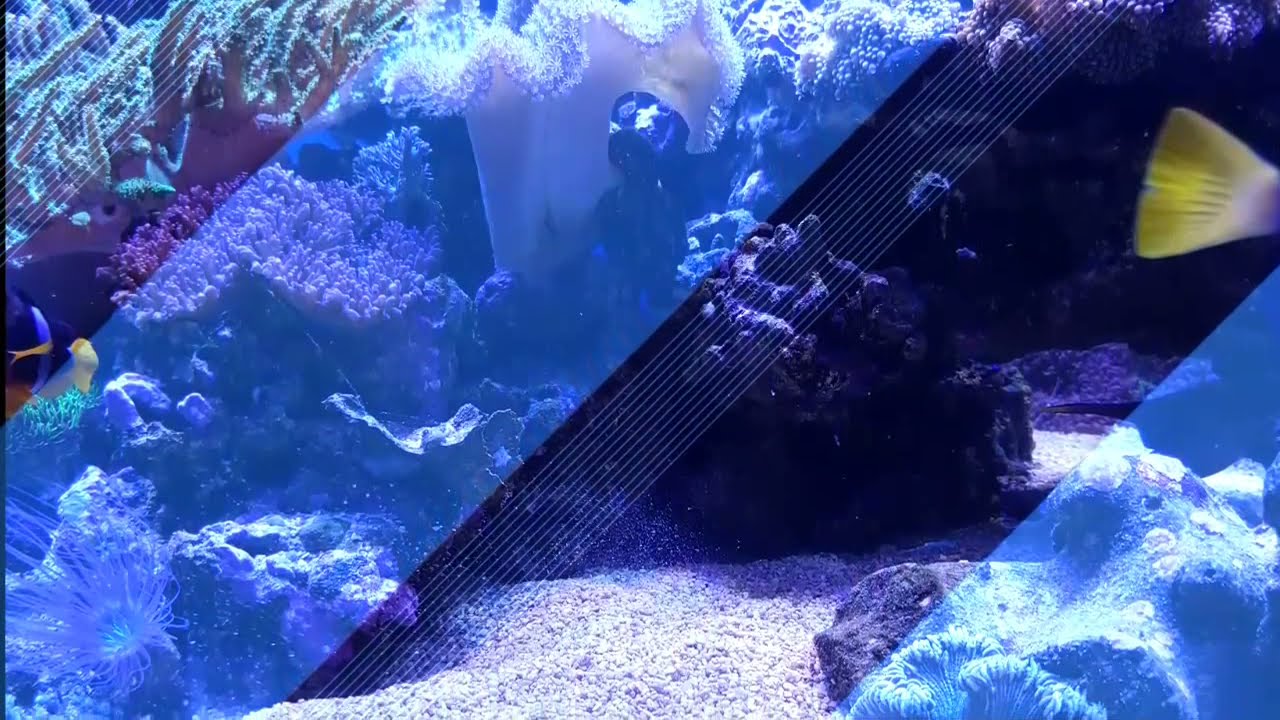 Weichkorallen Aquarium 2017