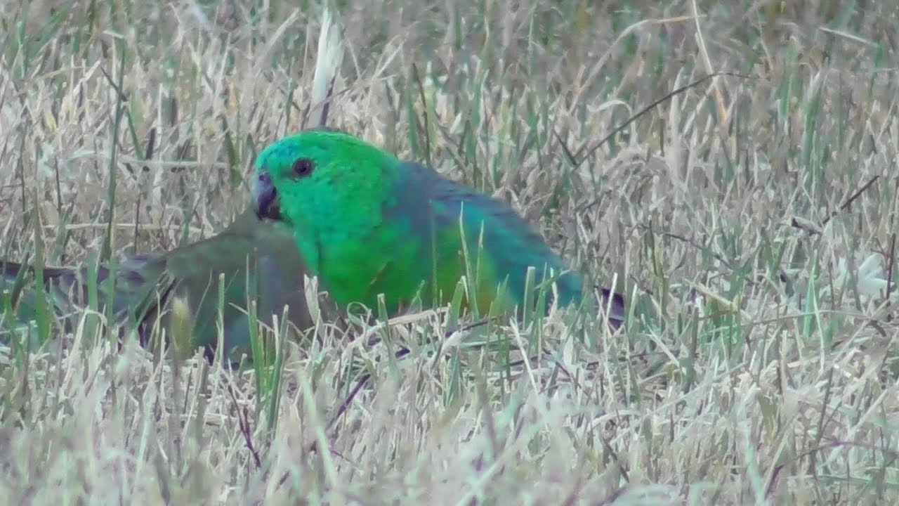 Wild Red-rumped Parrots 🍒🐦