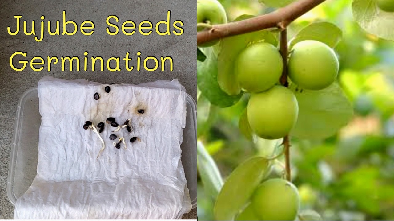 How To Grow Ber (Jujube) At Home |Jujube Seeds Germination| How To Grow Jujube From Seeds Fast