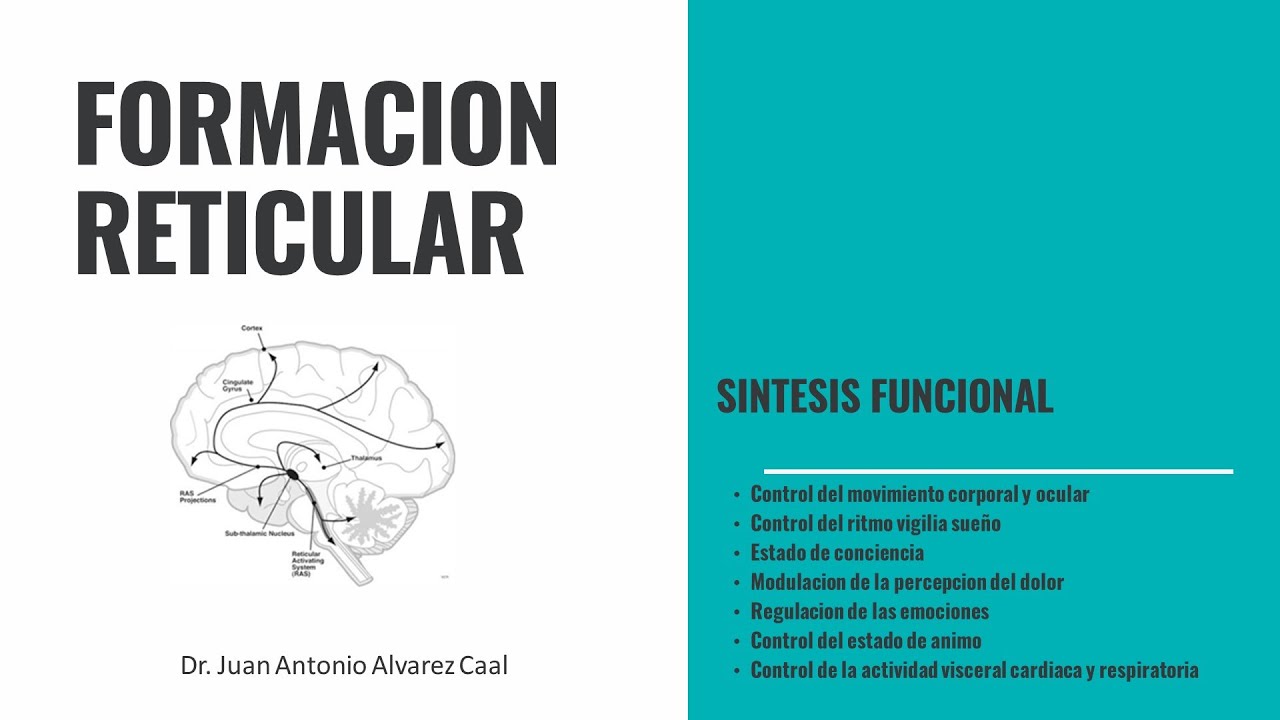 Formación Reticular
