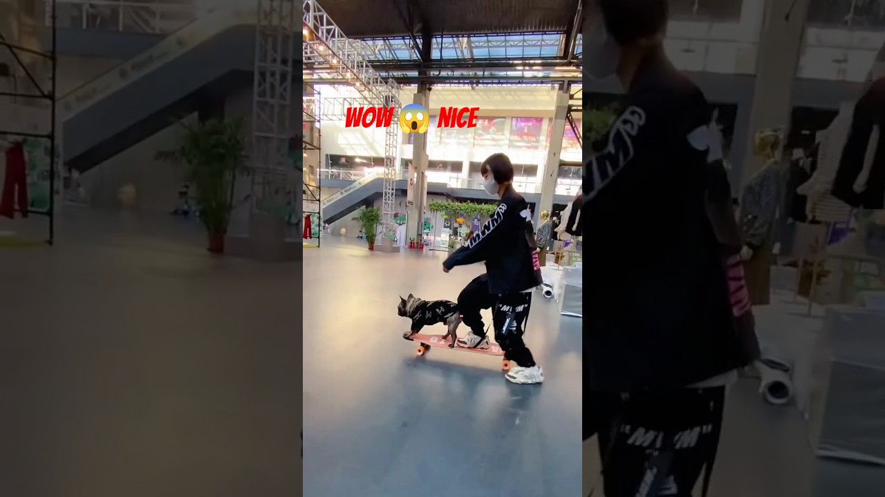 Dog Skateboarding With Human – Cute Pet Riding Skills | Indoor Skateboard Fun 🐶🛹