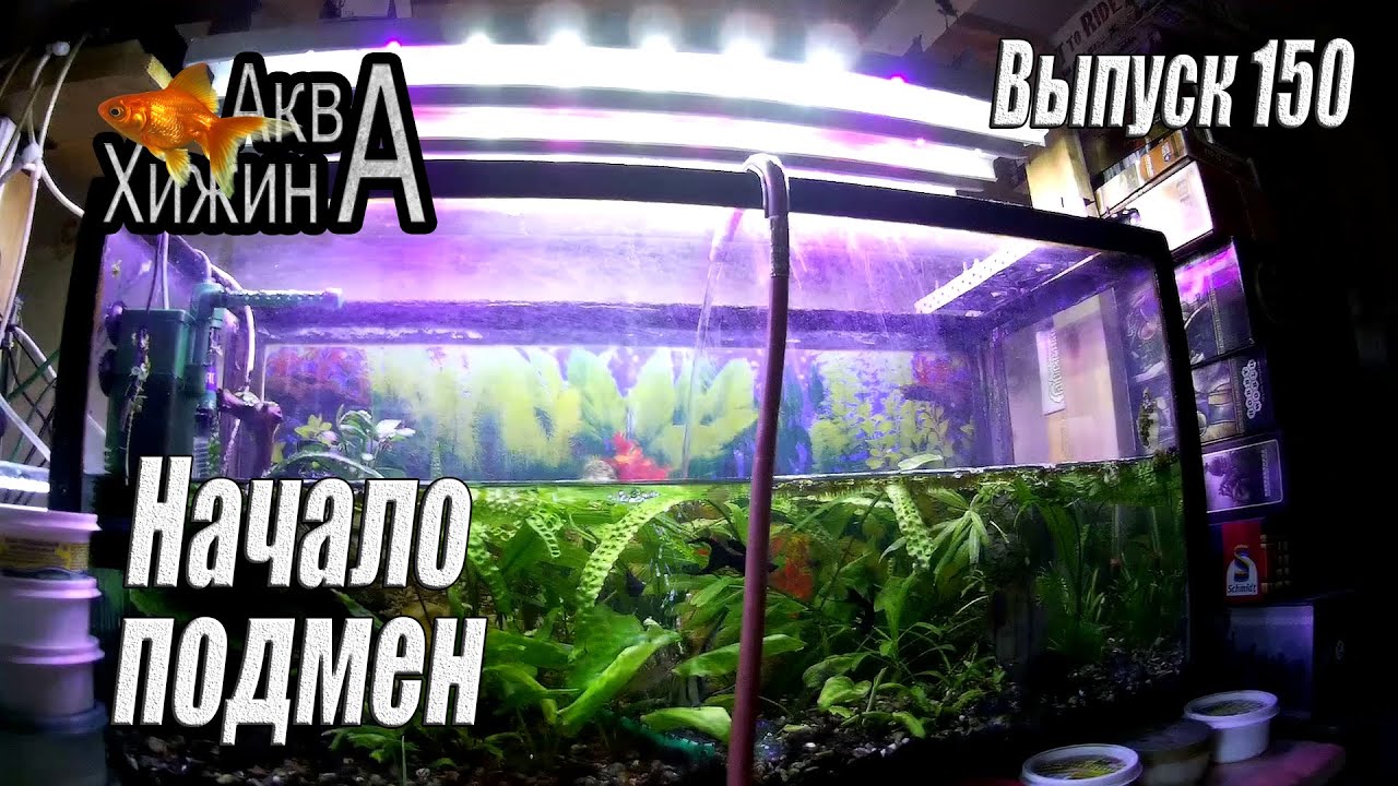 Начинаем подмены в аквариумах (Аква Хижина, выпуск 150)
