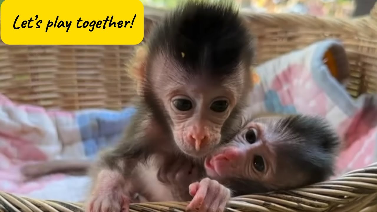 Adorable Baby Monkeys Playing Together – Too Cute to Handle!