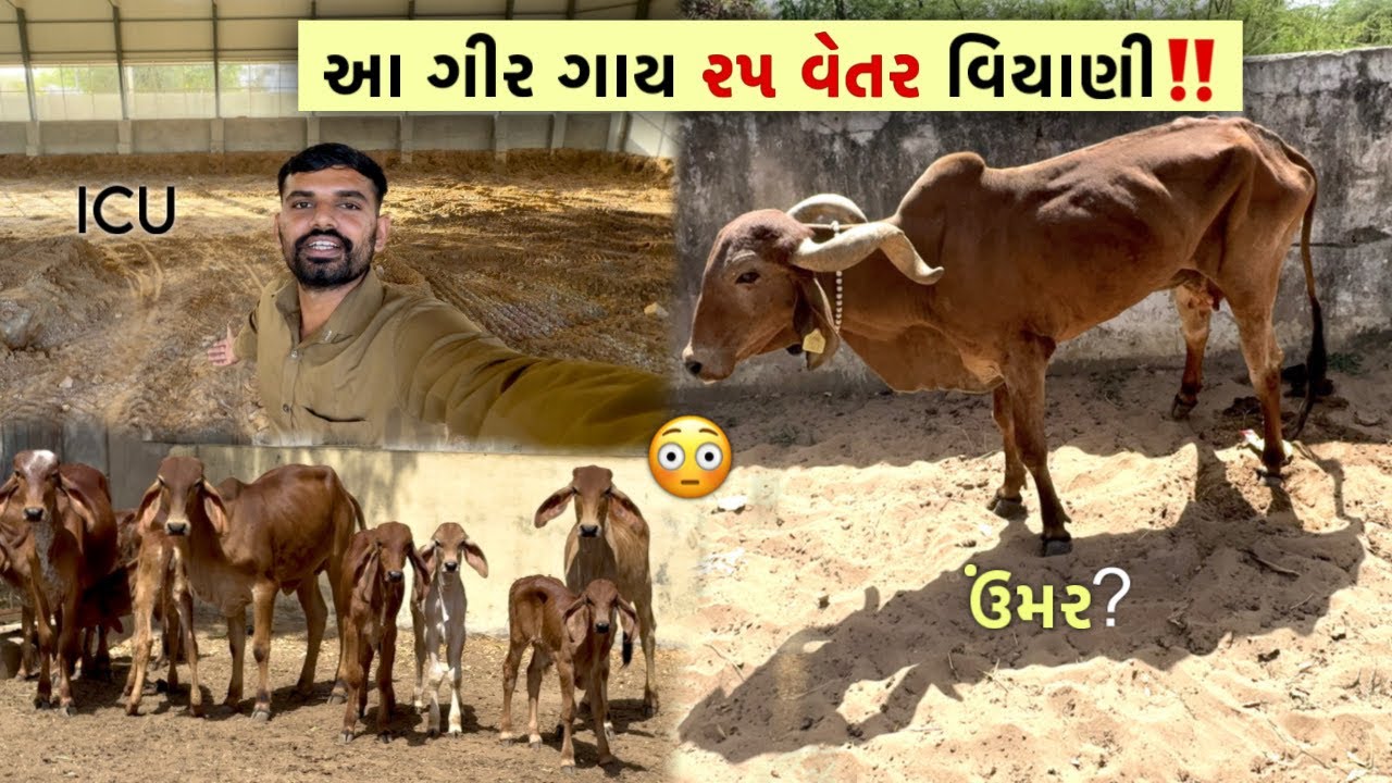 આ ગાય સોનટેકરી ગૌશાળા - નીલપર ની સૌથી જૂની ગાય👌| 25 વેતર વિયાણી આ ગાય !!😳