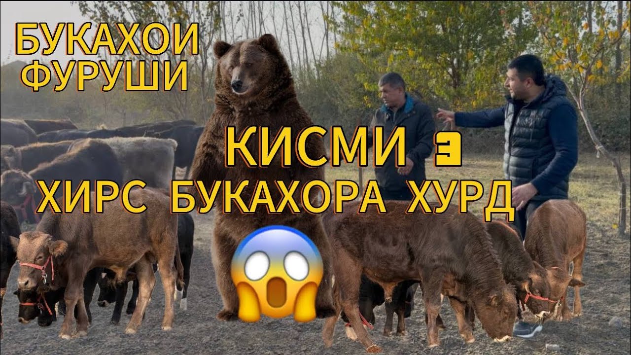 ХИРС БУКАХОРА ХУРД БУКАЧАХОИ ФРУШИ 