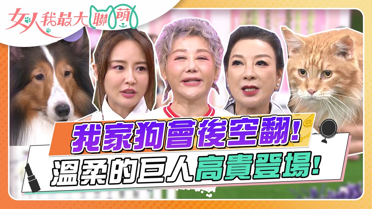 我家狗會後空翻！溫柔的巨人高貴登場！ 女人我最大 20230821 (完整版)｜卞慶華、徐凱希、楊繡惠(吉娃娃)、賴薇如(松鼠博美)、顧子歆(喜樂蒂牧羊犬)、董董(邊境牧羊犬)、阿崴(緬因貓)