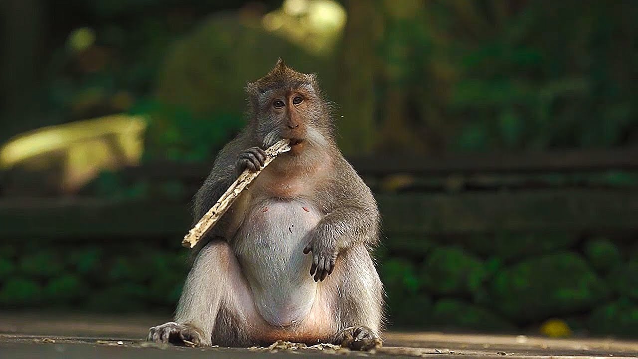 🐒🐵AMAZING MONKEYS &ndash; 🤩Top Monkey Life Compilation