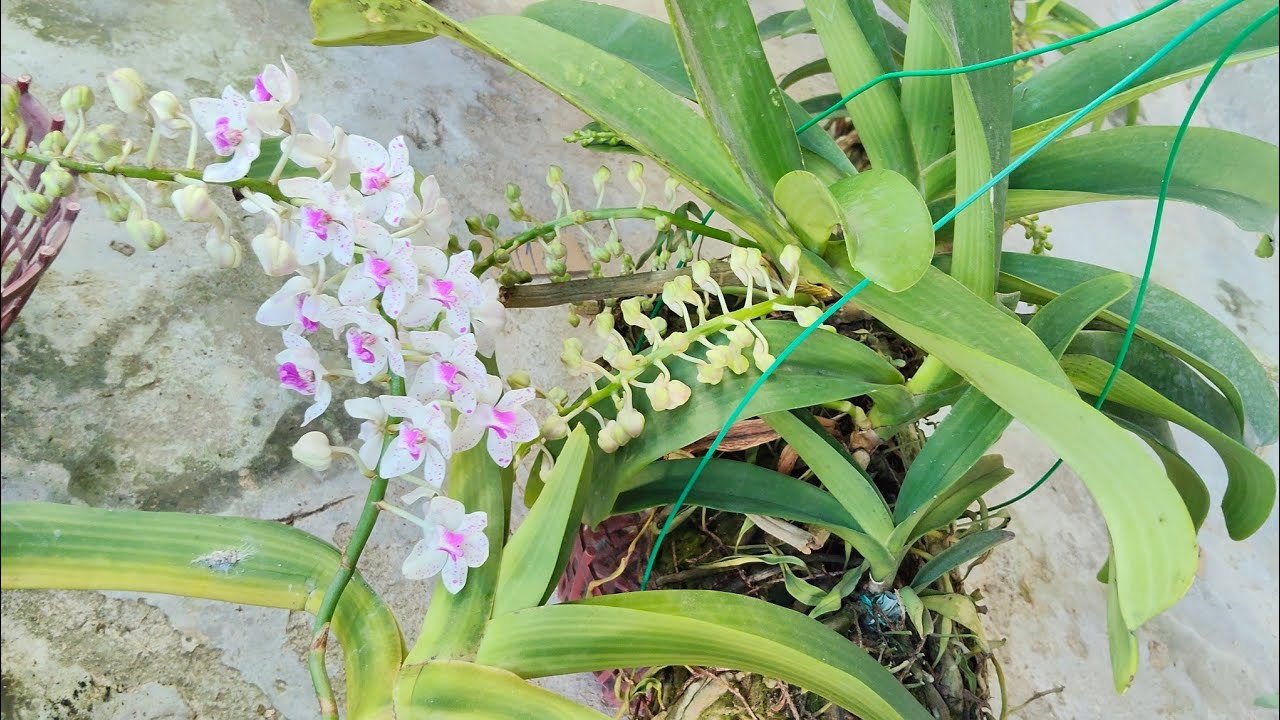 Lan rừng Bích Quyên ngày 3/2 Lh 0582954882 trâu rừng đang nụ hoa thơm kim đồng vàng hoa mai giá rẻ 