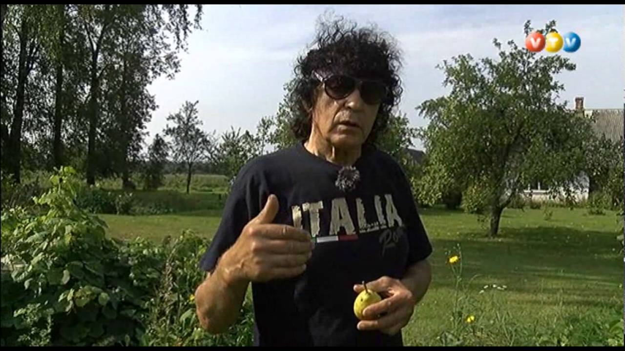 Gulbenes novadā audzē un selekcionē vīnogas