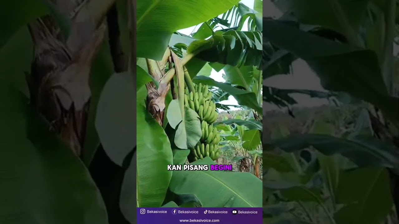 Gratis Sayur di Wisata Kebun Berkah Harapan Indah, Bekasi. #babelanhits #beritaterkini #beritahari