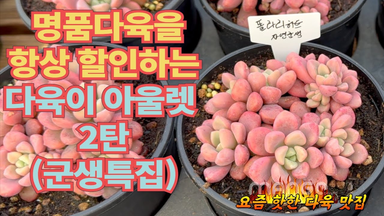 명품 다육이를 항상 할인하는 곳 다육이 아울렛 2탄