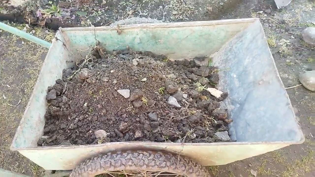 @Стан деяких рослин після зими.Маленькі удосконалення.Розсада#Україна.#розсада#весняніроботи.