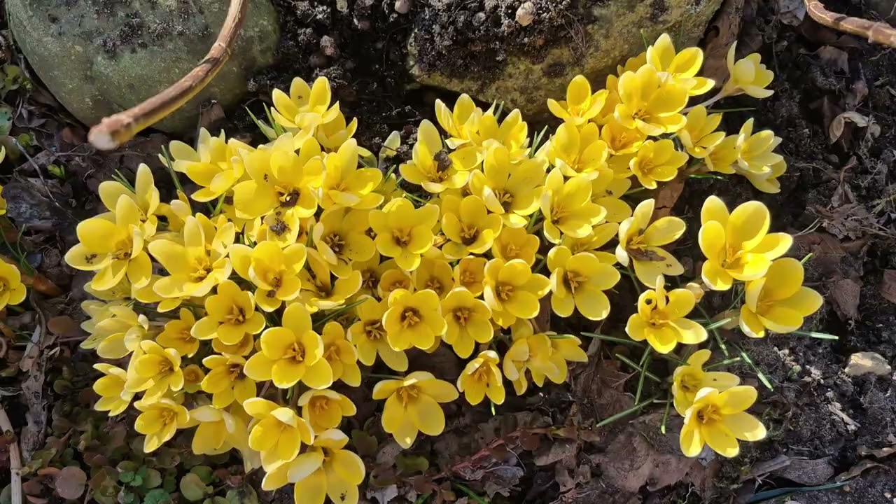 #Krokus พาชมดอกไม้กำลังบานสะพรั่ง