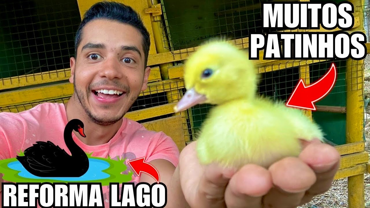 Alegria e desafio no nascimento dos Patos | Impermeabilizando lago do cisne | Aves Recriar