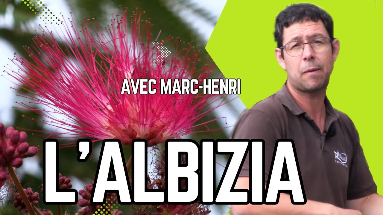 ALBIZIA 😍 ÉLÉGANCE et LÉGÈRETÉ au JARDIN 😀 un ARBRE ADAPTÉ aux PETITS ESPACES