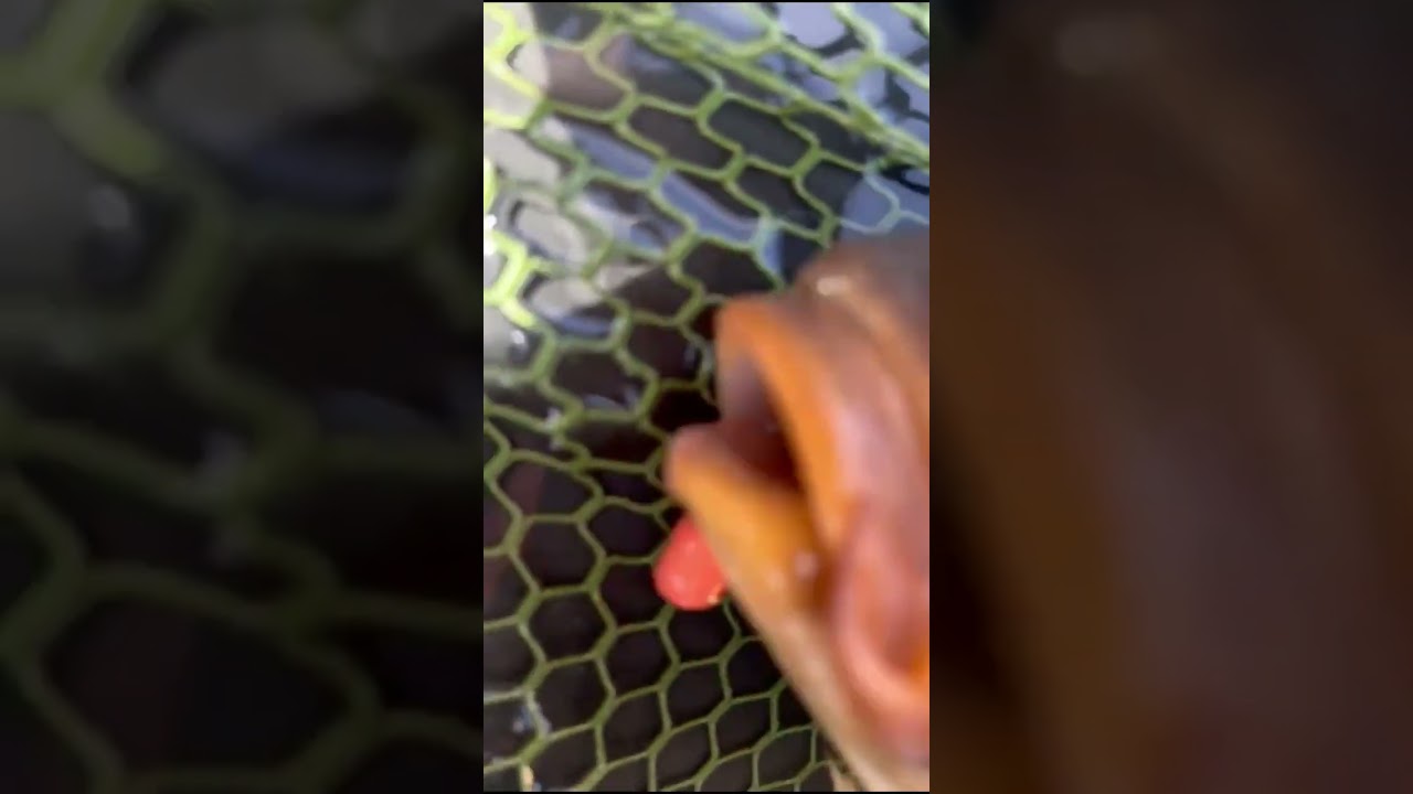 Sonik SKS Bite alarms 🚨 🚨 Carp run!!!