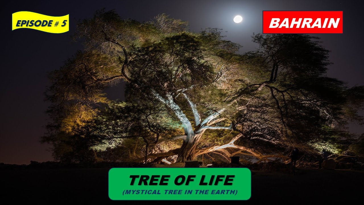 Tree of Life (Mystical Tree in the Earth) | Bahrain 🇧🇭 | Episode -5