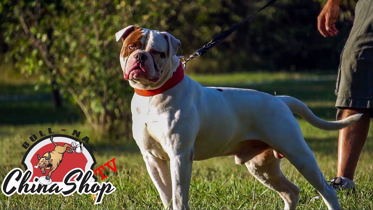 America's Original Farm Dog - Real American Bulldogs Still Exist