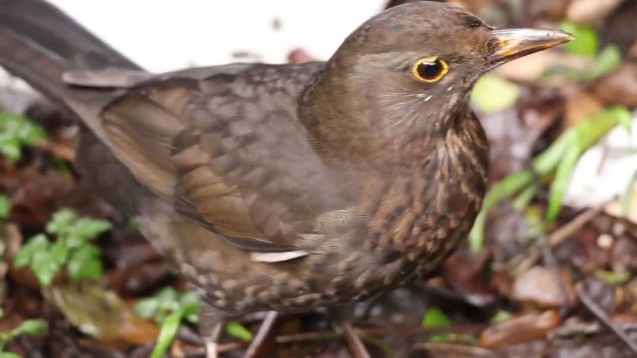Grey January garden