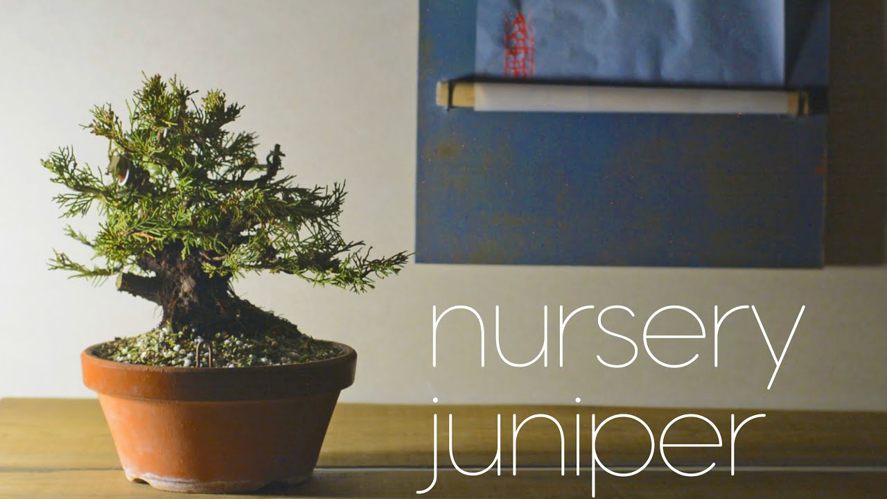 Nursery Juniper, Pushing To The Limits (or beyond?) - Arkefthos Bonsai