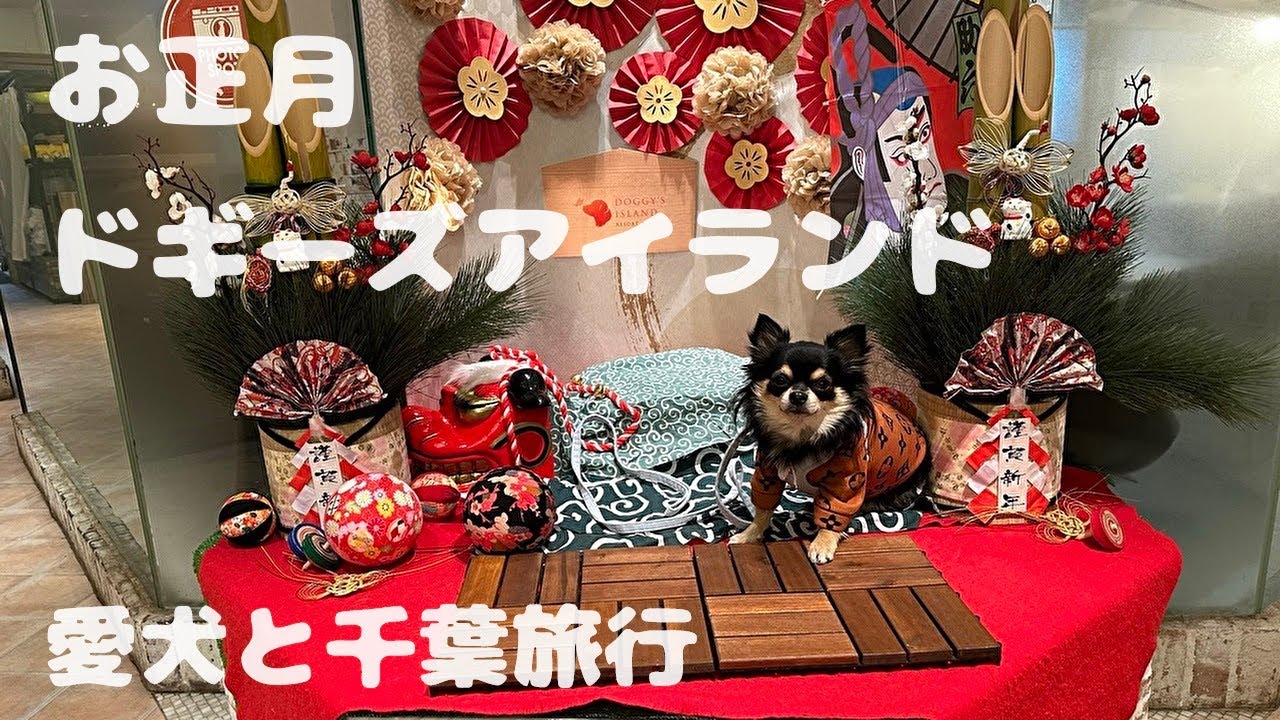 犬【千葉旅行】ドギーズアイランド 2023 ​⁠ @uni-channel2022   旅犬うに #40