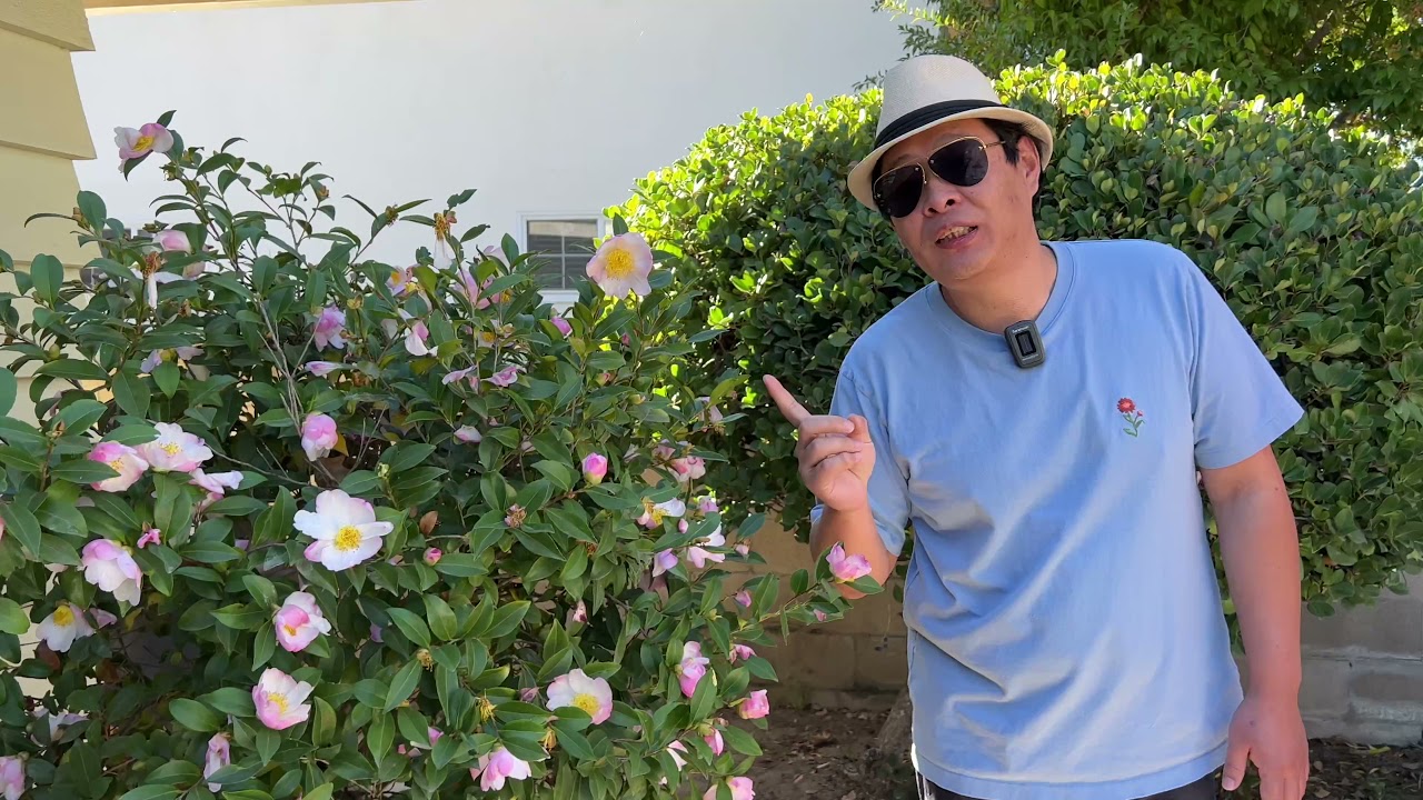 探访我朋友家的花园之茶花(园艺篇292）