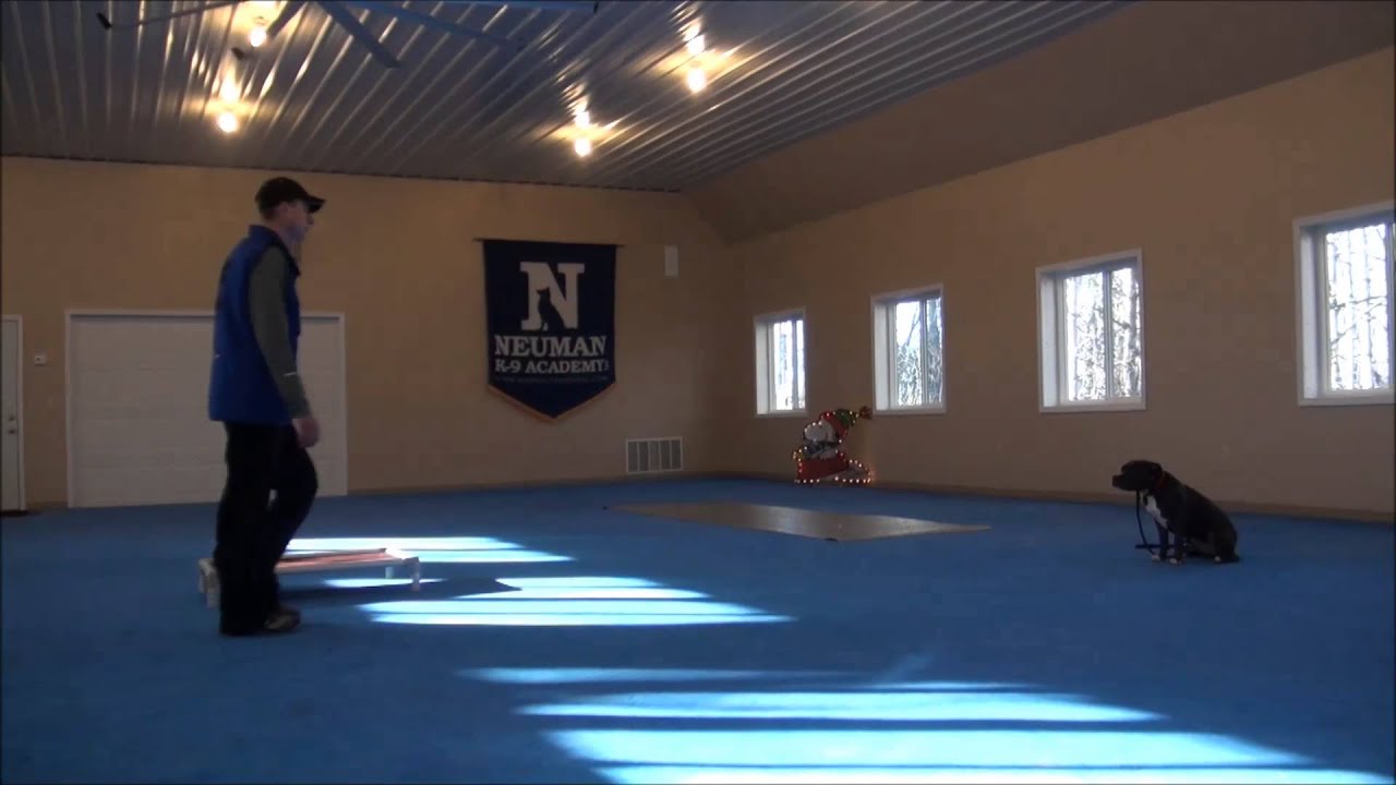 Luna (Pitbull Terrier) Dog Training Boot Camp Video